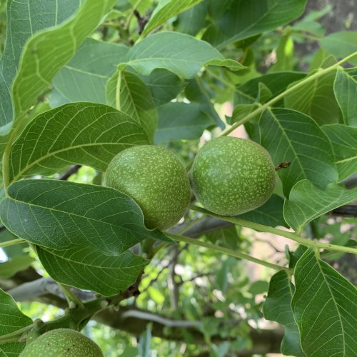 PRONTI PER IL NOCINO!